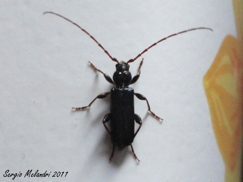 Identificazione: Phymatodes testaceus